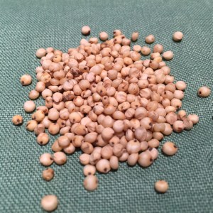 RAW SORGHUM